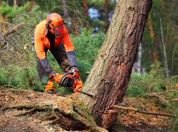 How Our Tree Care Process Works  in  Sugar Land, TX